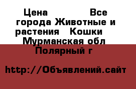 Zolton › Цена ­ 30 000 - Все города Животные и растения » Кошки   . Мурманская обл.,Полярный г.